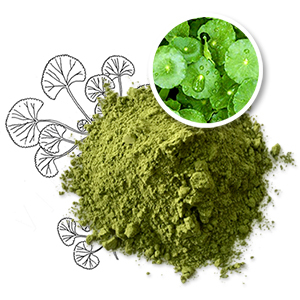 Polvo de Hoja de Centella Asiática Deshidratada al por Mayor, Superalimento Verde para Bebidas Detox - Product Image 5