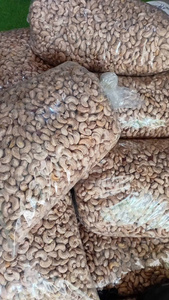 เม็ดมะม่วงหิมพานต์ออร์แกนิกเกรดสูงผลิตจากฟาร์มเวียดนาม12-24 - Product Image 4