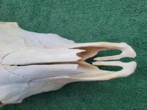 Longue Corne Vache Crânes Tenture Murale Longhorn Steer Ox Corne Squelette Tenture Murale Buffalo Corne Décorations Creative Halloween Cadeaux - Product Image 6