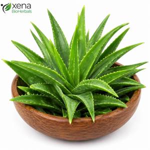 Hojas Secas de Aloe Vera de Fábrica Directa, Materia Prima Botánica Natural para Productos Herbales - Product Image 1