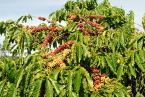 Sabor Dalakon Bazan Contenido de cafeína Origen Vietnam Alta calidad Arábica puro y café molido Robusta 500g Bajo - Product Image 3