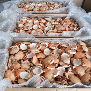 Matière première de coquilles de crabe de qualité supérieure pour l'alimentation animale et les engrais / Mme Alina - Product Image 6