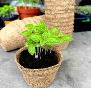 Seed germination <b>plant</b> grow pots coco coir pot kits coconut fiber <b>basket</b> <b>for</b> hydroponic <b>plants</b> - Product Image 4