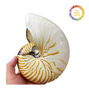 Conchas de Nautilus Campanuladas Exquisitas, Artesanía de Alta Calidad para Decoración Única y Joyería Artística, Suministro Profesional - Product Image 4