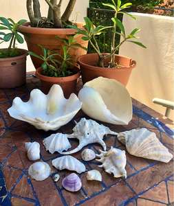 Conchas Marinas Naturales al por Mayor para Decoración de Playa - Product Image 3