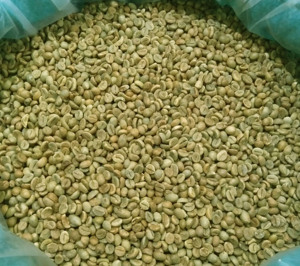 Granos de Café Verde 100% Arábica, Especialidad Vietnamita, Proceso Natural, Alta Calidad, Grado A+, Empaquetado en Bolsa - Product Image 2