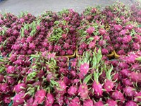 Vietnam Export Grade Drakenfruit Met Felrode Schil En Witte Vleeszoete Smaak Ideaal Voor Supermarkten En Importeurs