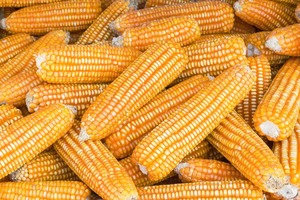 Maïs jaune séché très demandé pour l'alimentation animale et l'approvisionnement agricole en vrac, disponible au prix d'exportation - Product Image 3