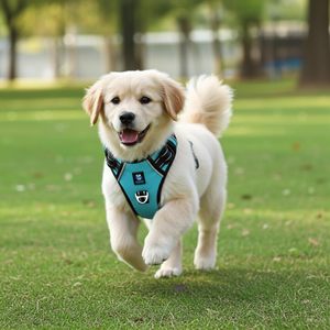 Arnés Ajustable para Perros, Cómodo, Antitirones, con Hebilla Segura, de Poliéster, para Perros Pequeños, Medianos y Grandes - Product Image 3