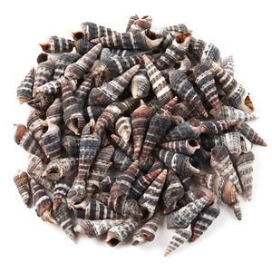 Coquillages en spirale, fournitures artisanales de plage, coquillages naturels secs et propres, accessoires de décoration sur le thème de l'océan - Product Image 3