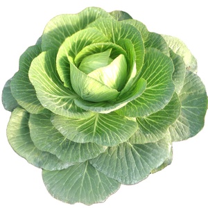 กะหล่ำปลีกลมขายส่งสด - Product Image 1