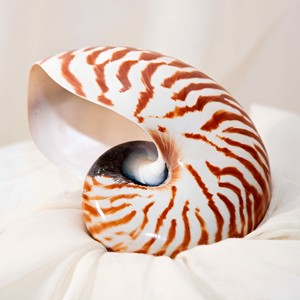 Concha de nautilus grande para decoración costera, buen precio, conchas marinas naturales al por mayor. - Product Image 6