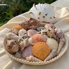 Coquillages naturels mélangés pour la décoration d'aquariums, les loisirs créatifs et les accessoires photo - Product Image 3