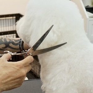 Ciseaux de coupe de poils pour animaux de compagnie incurvés en acier inoxydable argenté de 8 pouces nettoyage facile chiens chats toilettage ensemble d'outils en vrac alimentés par Charge - Product Image 2