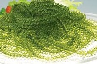 Raisins de mer salés de qualité supérieure // Caviar vert séché en sachet personnalisé // M. Alex Truong