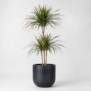 Juego de 5 macetas decorativas esféricas de fibra de vidrio negra lisa, estilo escandinavo, para jardín, patio, interior y exterior, de 30-60 cm, a precio económico. - Product Image 1