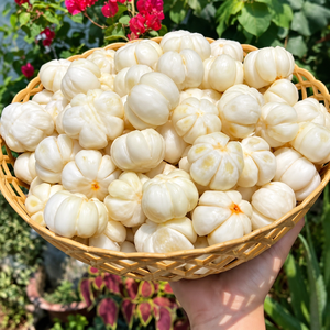 มังคุดแช่แข็งสด ผลิตจากเวียดนาม สำหรับผู้ซื้อ B2B/ คุณอลีนา - Product Image 1