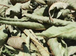 Premium Dried Guava Leaves for <b>Tea</b> Grade Whole Leaves Bulk Wholesale Vietnam Origin - Ms. Tarina - Product Image 3