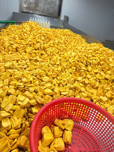Jacas Secas Doradas Premium, Fritas al Vacío, Crujientes, Snack, Directo del Fabricante, Venta al Por Mayor, Vietnam - Product Image 6