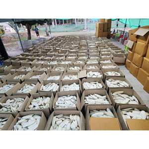 Petit MOQ Os de seiche séché écologique pour oiseaux 5-20cm Jouets pour oiseaux Fournisseur Vietnamien par Gia Nguyen Bon prix - Product Image 5