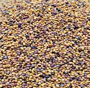 Semillas de Trébol de Origen Sudafricano - Alta Tasa de Germinación, Larga Vida Útil, Empaque Premium a Granel - Product Image 1