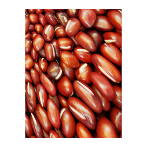 Mejor Calidad, Venta al por Mayor, Suministro a Granel de Frijoles Adzuki, Grado Alimenticio Premium, Stock Disponible, Servicio OEM, Fabricante Exportador - Product Image 4