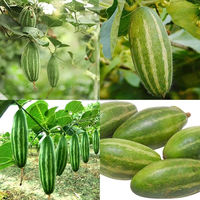 Verse groene puntige komkommer, premium kwaliteit groente uit Bangladesh. Verse puntige komkommer, hoogwaardige groene groente uit Bangladesh.
