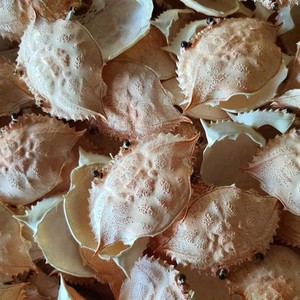 Producto Popular: Carapace de Cangrejo Limpia y Seca, Lista para Rellenar, Pulida y con Bajo Olor - Product Image 1