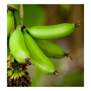 Plátano Cavendish Verde de Primera Calidad, Producto Fresco para Freír, Hervir y Procesamiento Industrial de Alimentos - Product Image 3