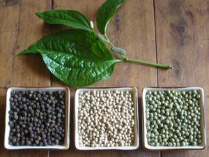 Vilaconic Factory's Black Pepper Light Berries Pinhead Especias y hierbas individuales - Product Image 6