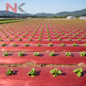 Rollo de Polietileno para Mulching Agrícola de Grado Profesional para Granjas Comerciales, Invernaderos y Viveros - Product Image 2