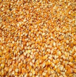 Maíz Amarillo Fresco Premium para Consumo Humano y Animal, 100% Puro y Natural, Maíz para Hacer Palomitas, en Bolsas de PP de 25/50 kg, Precio Económico - Product Image 5