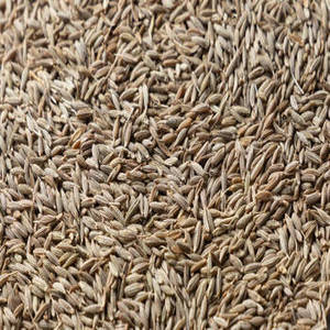 Graines de cumin entières indiennes sélectionnées de la récolte de la nouvelle saison pour les importateurs mondiaux d'épices et les partenaires commerciaux en gros - Product Image 6