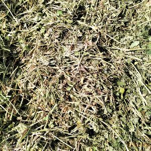 Paille d'arachide de qualité supérieure pour l'alimentation animale avec balles de foin pour les fermes d'élevage et les acheteurs agricoles en gros - Product Image 4