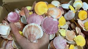 Coquilles de palourde naturelles du Vietnam, nettoyées et colorées, tailles variées, pour projets d'artisanat, décoration intérieure, décoration de fête, bijoux et vente au détail - Product Image 5