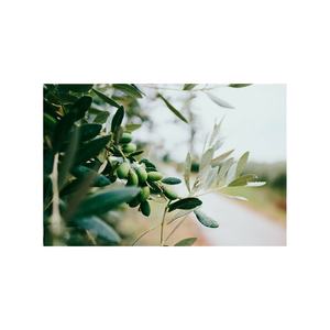 Aceite de Oliva Virgen Extra orgánico al por mayor: calidad superior para el cuidado del cabello y uso culinario-Precio a granel disponible - Product Image 1