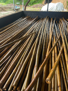 [MEILLEURE VENTE] Matériel en gros de cannes en bambou Tonkin de qualité supérieure pour la construction, la clôture et le support de conception - Blue Lotus Farm Vietnam - Product Image 5