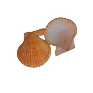 Concha marina de materia prima natural diversa/concha de vieira/la mejor opción para decoración/Sra. Beatrix - Product Image 5