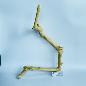 Ramas de Madera Natural para Decoración de Terrarios de Reptiles, Adorno Ecológico para Mascotas Hecho en Vietnam - Product Image 2
