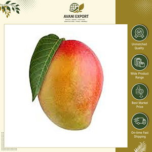 Vente exclusive de mangues Alphonso de qualité supérieure, au goût délicieux, fraîches et naturelles, de qualité A, jaunes et pures, pour les acheteurs en gros - Product Image 3