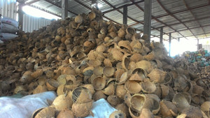 Material de gran tamaño triturado de cáscara de coco crudo de Vietnam para la industria del carbón y la minería - Product Image 5