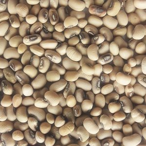 Guisantes Negros de Exportación Premium con Alto Contenido Proteico y Cosecha Natural de Granja Cuidadosamente Seleccionada para Compradores de Productos Alimenticios - Product Image 4