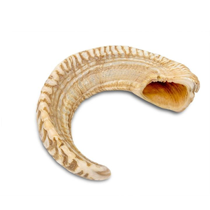 Shofar en corne de buffle naturelle, corne à boire polie de style animal, décoration d'intérieur, technique artisanale brute - Product Image 1