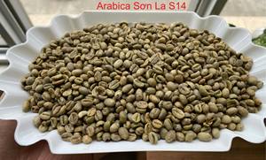 Granos de Café Verde Vietnamita de Especialidad con Proceso Natural, Granos de Café de Alta Calidad a Precio Económico en 2026 - Product Image 5