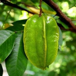 NUEVO PRODUCTO 2026 Deliciosas Rodajas de Carambola Tropical Seca, Naturalmente Ácida, Paquete Minorista OEM - Product Image 1