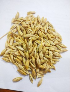 Grano de Cebada Integral Premium para Alimentación Animal, Alimento para Ganado de Alta Energía, Suministro Agrícola de Granos a Granel - Product Image 5