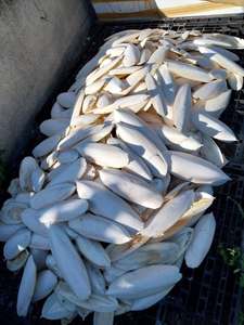 Os de Seiche Écologiques de Haute Qualité à Absorption Rapide et Riche en Vitamines et Minéraux Sûrs pour Reptiles et Oiseaux - Product Image 4