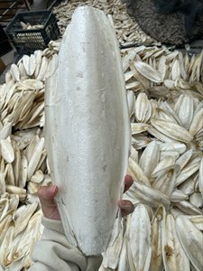 Proveedor Vietnamita de Hueso de Sepia Seco para Mascotas e Industria Alimentaria - Product Image 5