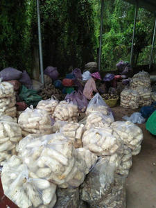 Manioc congelé pelé et coupé du Vietnam Parfait pour la transformation des aliments et la cuisson et la distribution des exportations mondiales par 99 Gold Data - Product Image 5