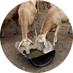 Aliments pour animaux de qualité supérieure, granulés de Moringa, exportés vers tous les pays depuis l'Inde au prix le plus bas - Product Image 4